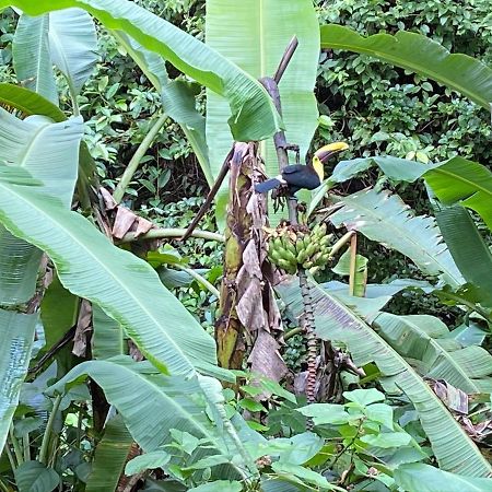 Готель Mussaenda, Arenal La Fortuna Екстер'єр фото